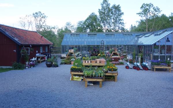 En väl strukturerad handelsträdgård i Löfstad med växter, skottkärror med mera.